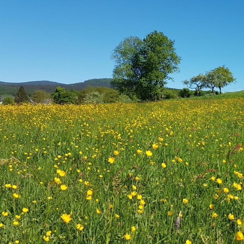 Blühende Wiese mit Blick auf Bäume und Hügel – Impression aus der Umgebung des Neubauprojekts Colin in Zug, mit privaten Gärten zwischen Zugersee und Zugerberg.